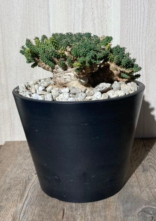 ユーフォルビア　アトロビリディス　　「レア、大株」