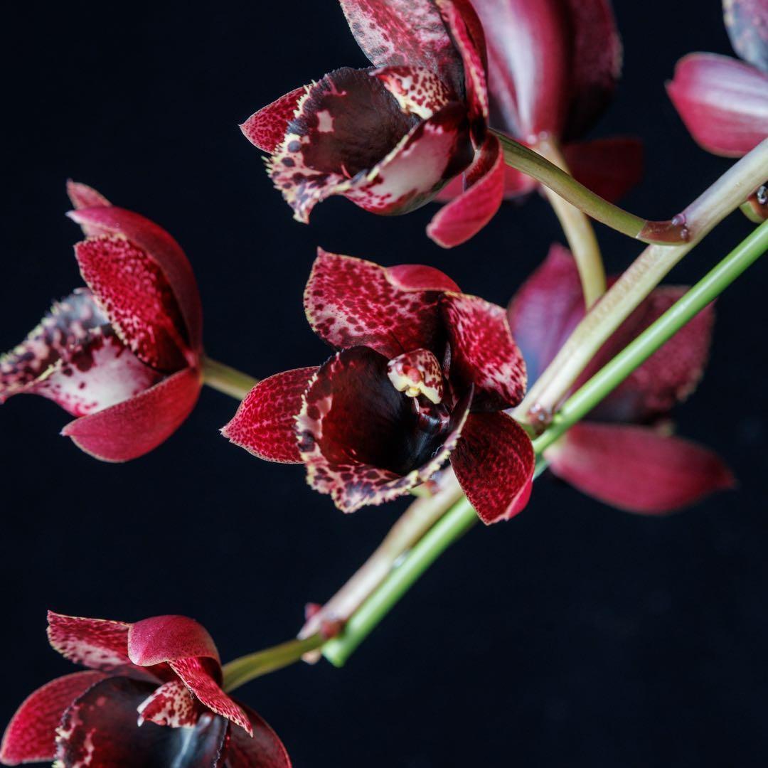 タケノコ蘭 SVO 選別個体 Fredclarkeara カタセタム 新芽有り