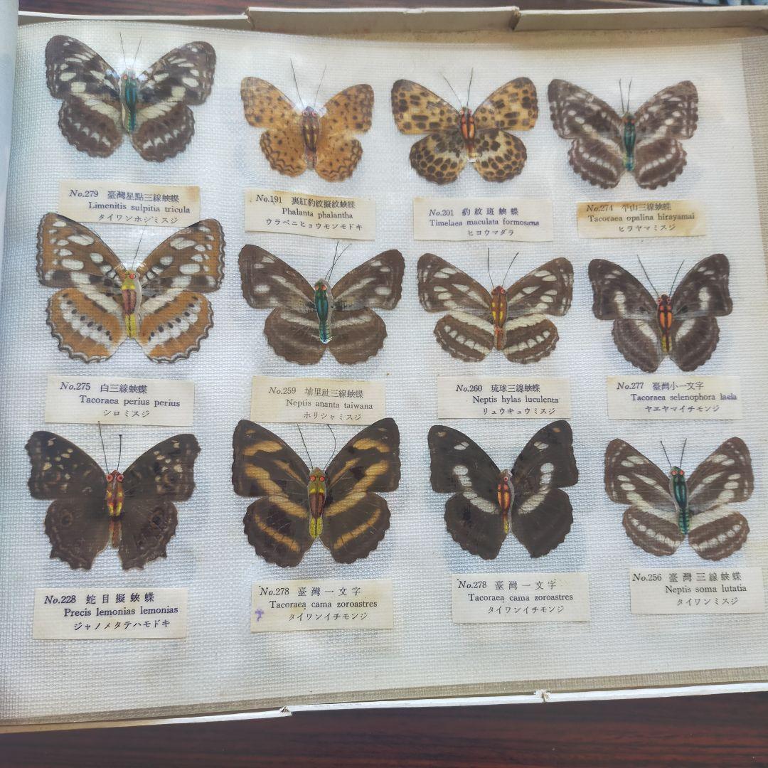 台湾産蝶類 標本 No. 100　101枚　中国