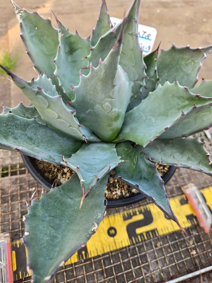 アガベ 　ハイブリッド　パラサナ×マルガリータ②