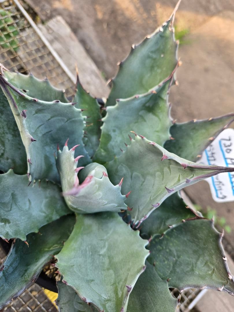 アガベ 　ハイブリッド　パラサナ×マルガリータ②