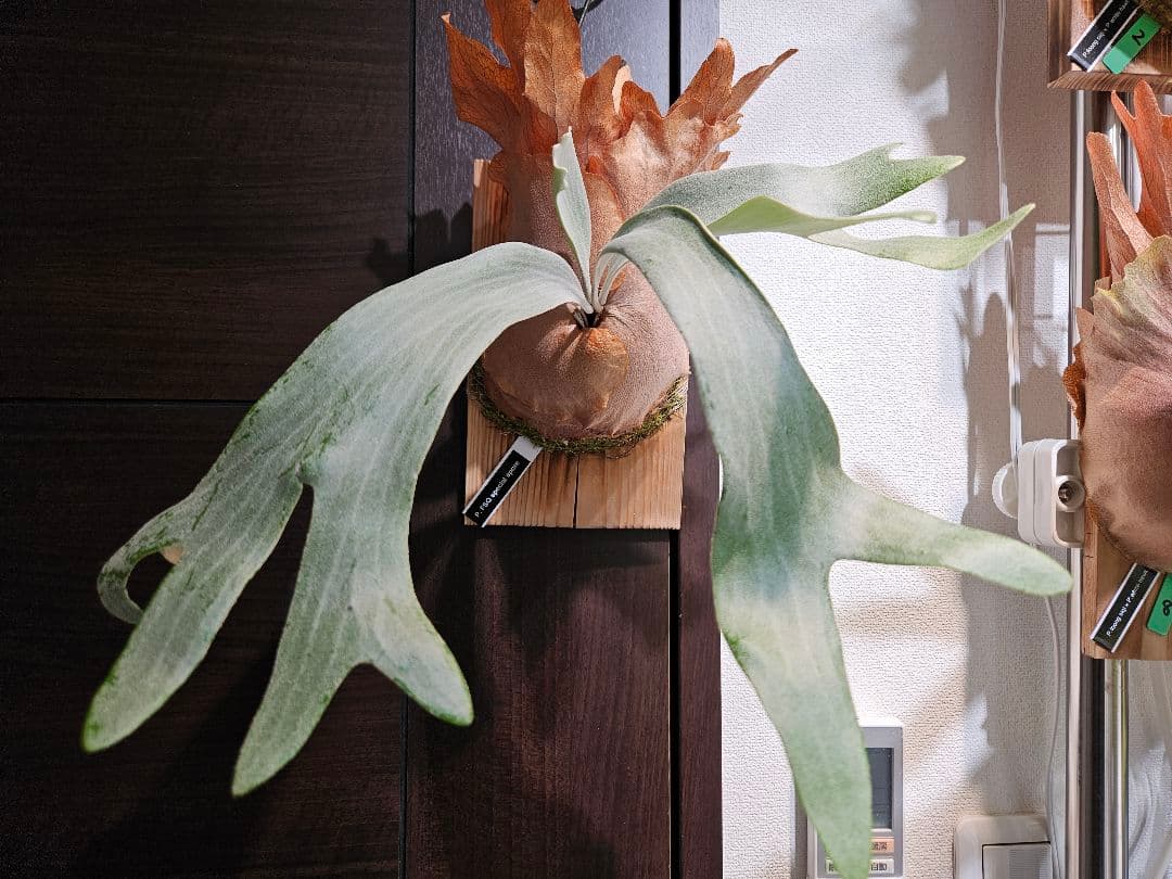 FSQ-S 胞子培養苗2　板②