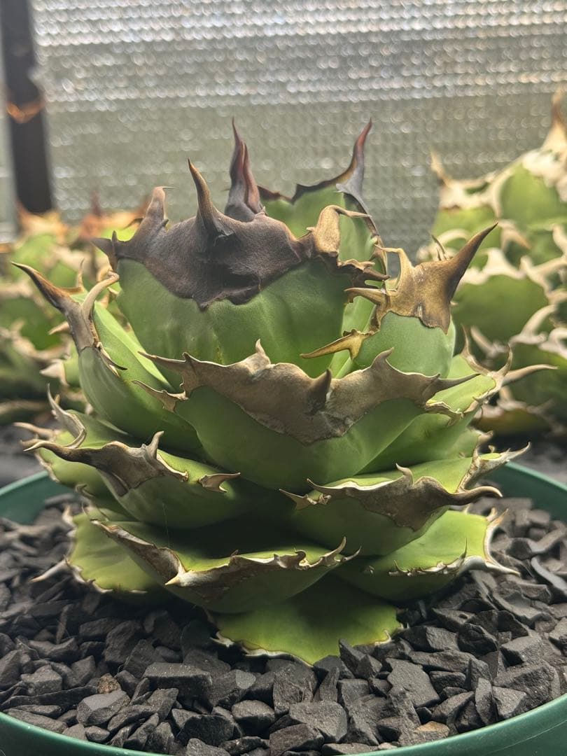 キングアーサー　毒刺　子株