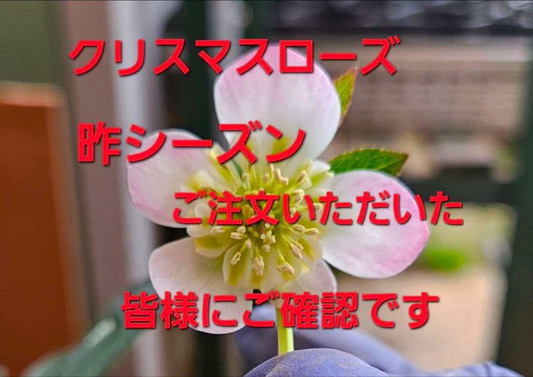クリスマスローズ、昨シーズンご注文頂きました皆様にご確認です。その1