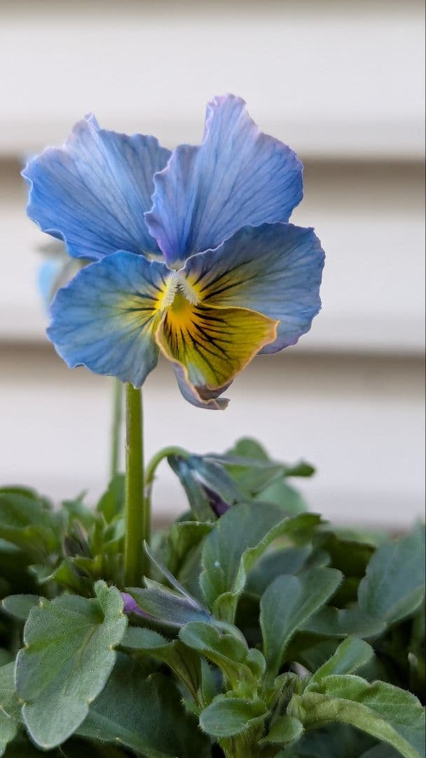 M*☆様 希少種 すみれ図鑑 1苗 新品種 パルプンテ 1苗 正規品ラベル付き