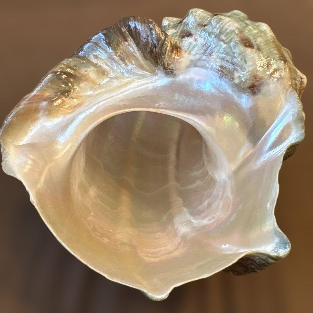 大きめの巻貝の置物