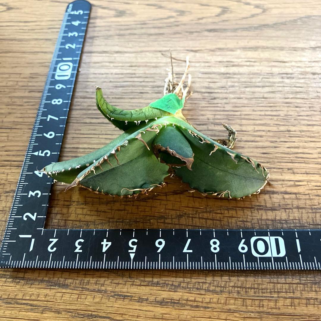 N*u様 【オークション】匿名配送　特大　アガべ　悪魔　TC 上澳園芸　悪魔くん