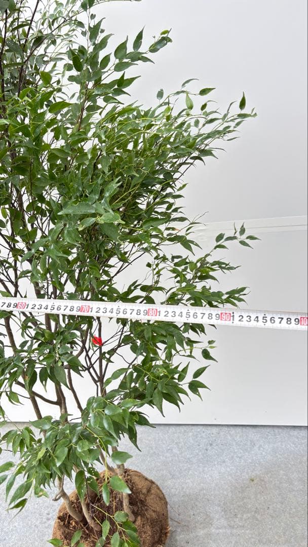 美しい樹形が魅力的 山採り ハイノキ 株立 702 樹高1.7m位 高級樹