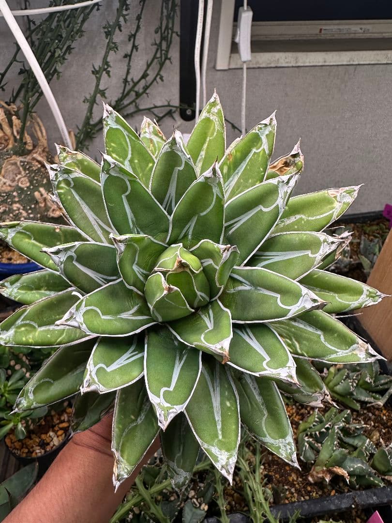 達磨 だるま　ササノユキ　笹の雪 白ペンキ 特大大株_4