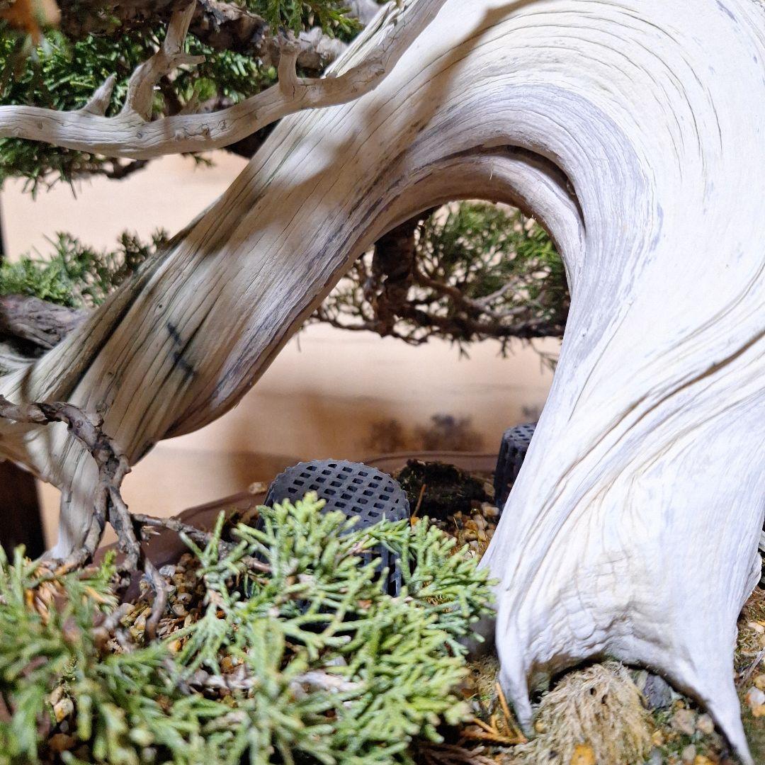 糸魚川真柏　創作盆栽　タヌキ　松　真柏