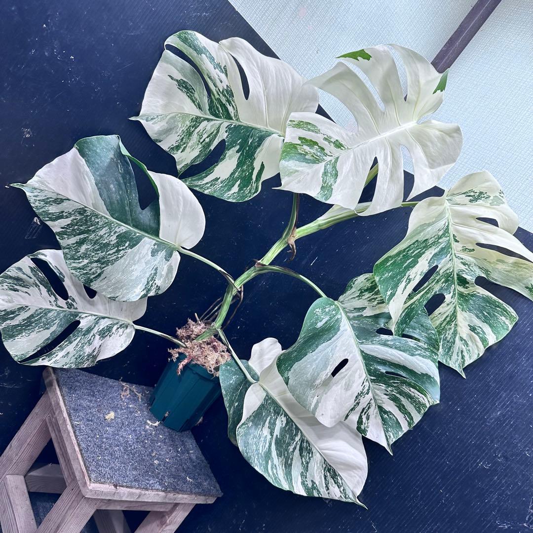 プ*n様 モンステラ斑入りホワイトタイガー極美散り斑高さ64cm ボルシギアナ希