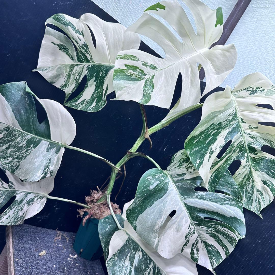 プ*n様 モンステラ斑入りホワイトタイガー極美散り斑高さ64cm ボルシギアナ希