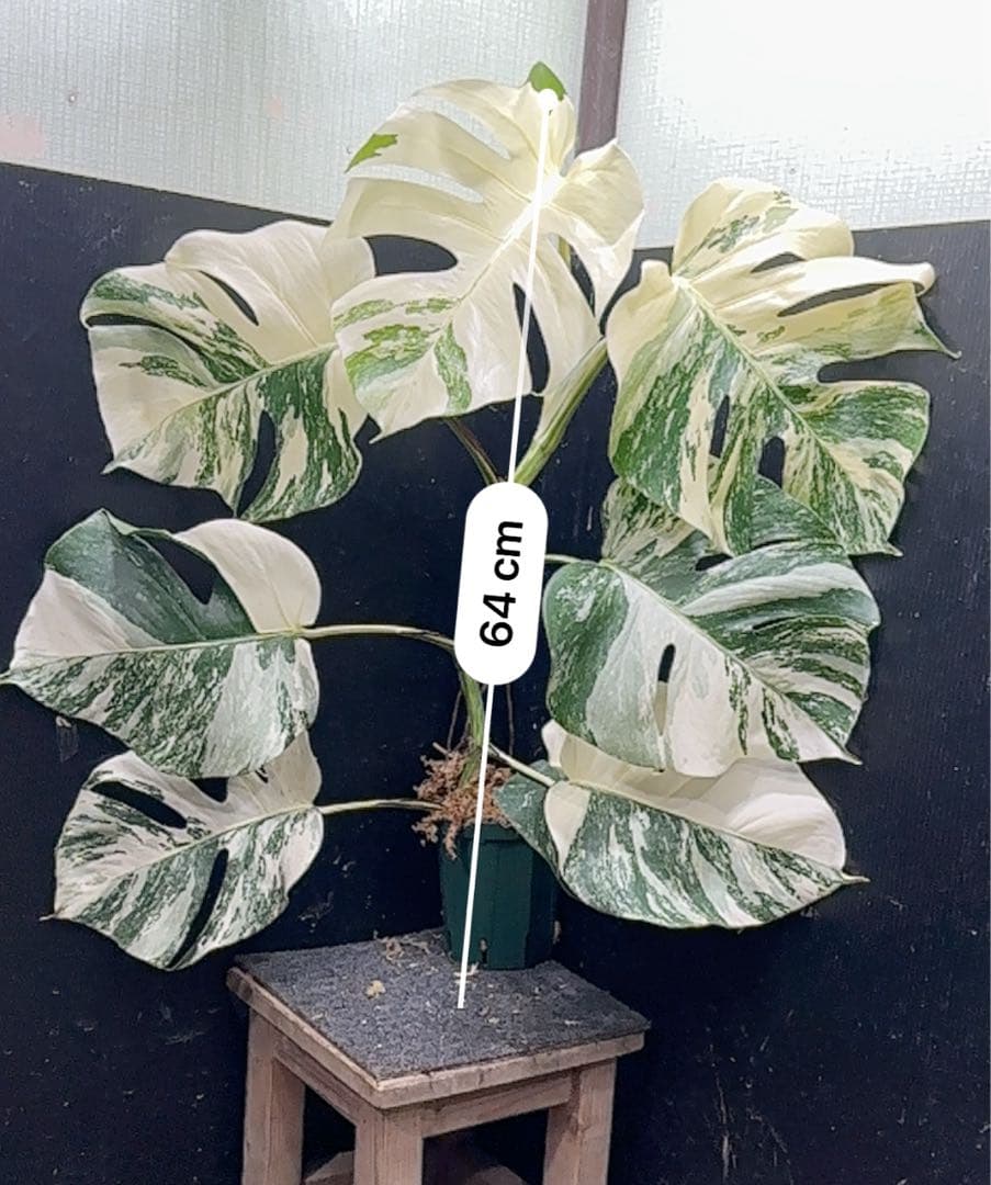 プ*n様 モンステラ斑入りホワイトタイガー極美散り斑高さ64cm ボルシギアナ希