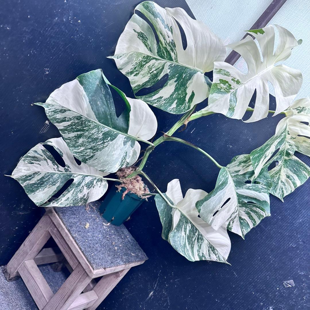 プ*n様 モンステラ斑入りホワイトタイガー極美散り斑高さ64cm ボルシギアナ希