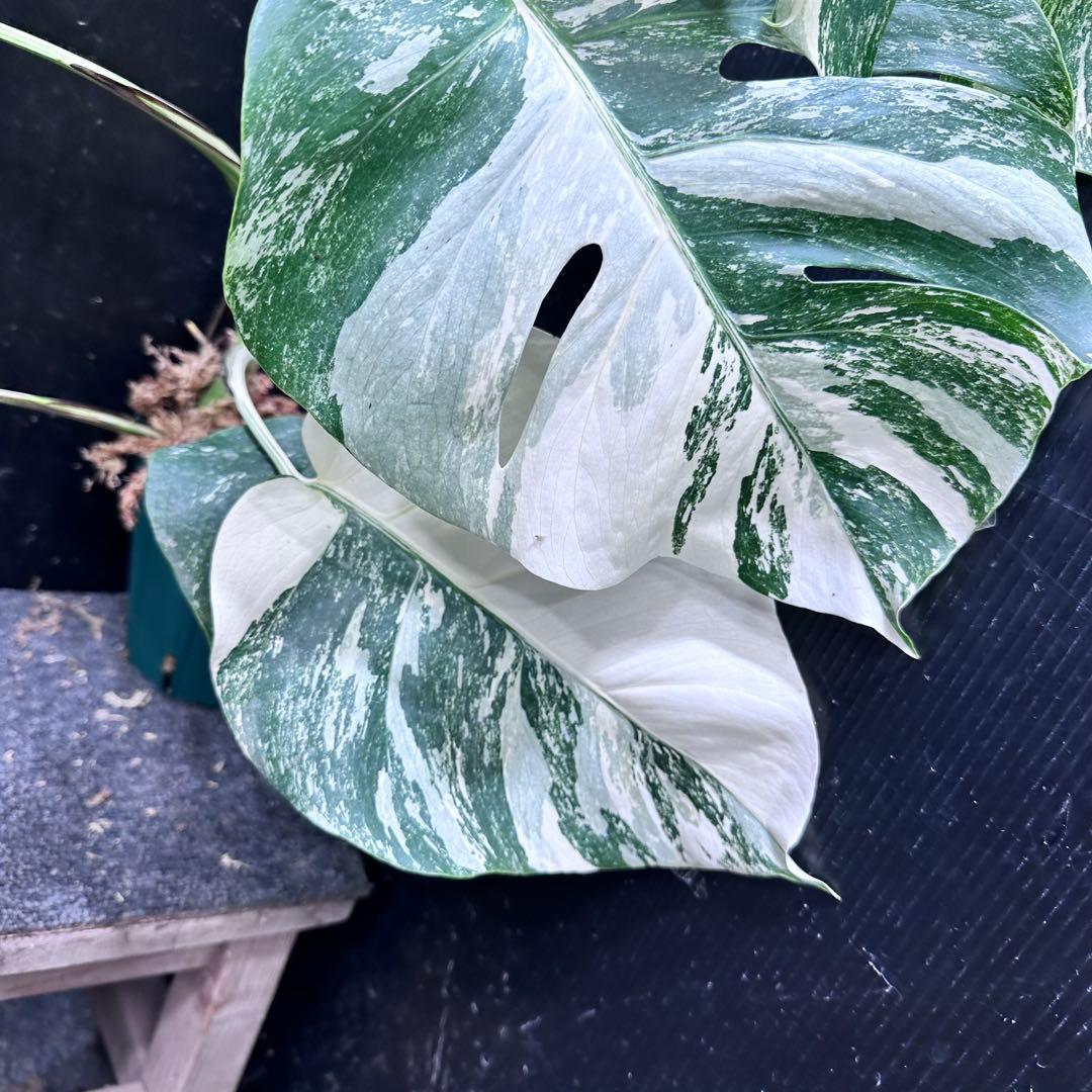 プ*n様 モンステラ斑入りホワイトタイガー極美散り斑高さ64cm ボルシギアナ希