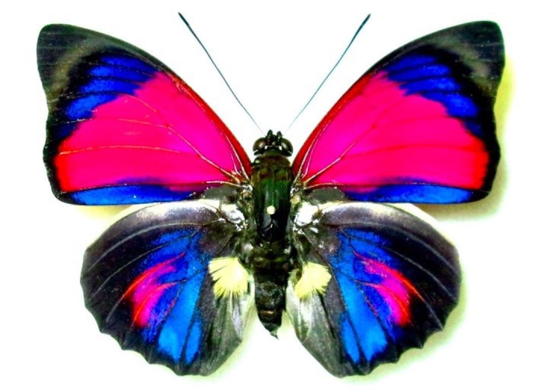 極珍型‼️アグリアス・クラウディナ・サルダナパルス 72.5mm 蝶標本 昆虫標本