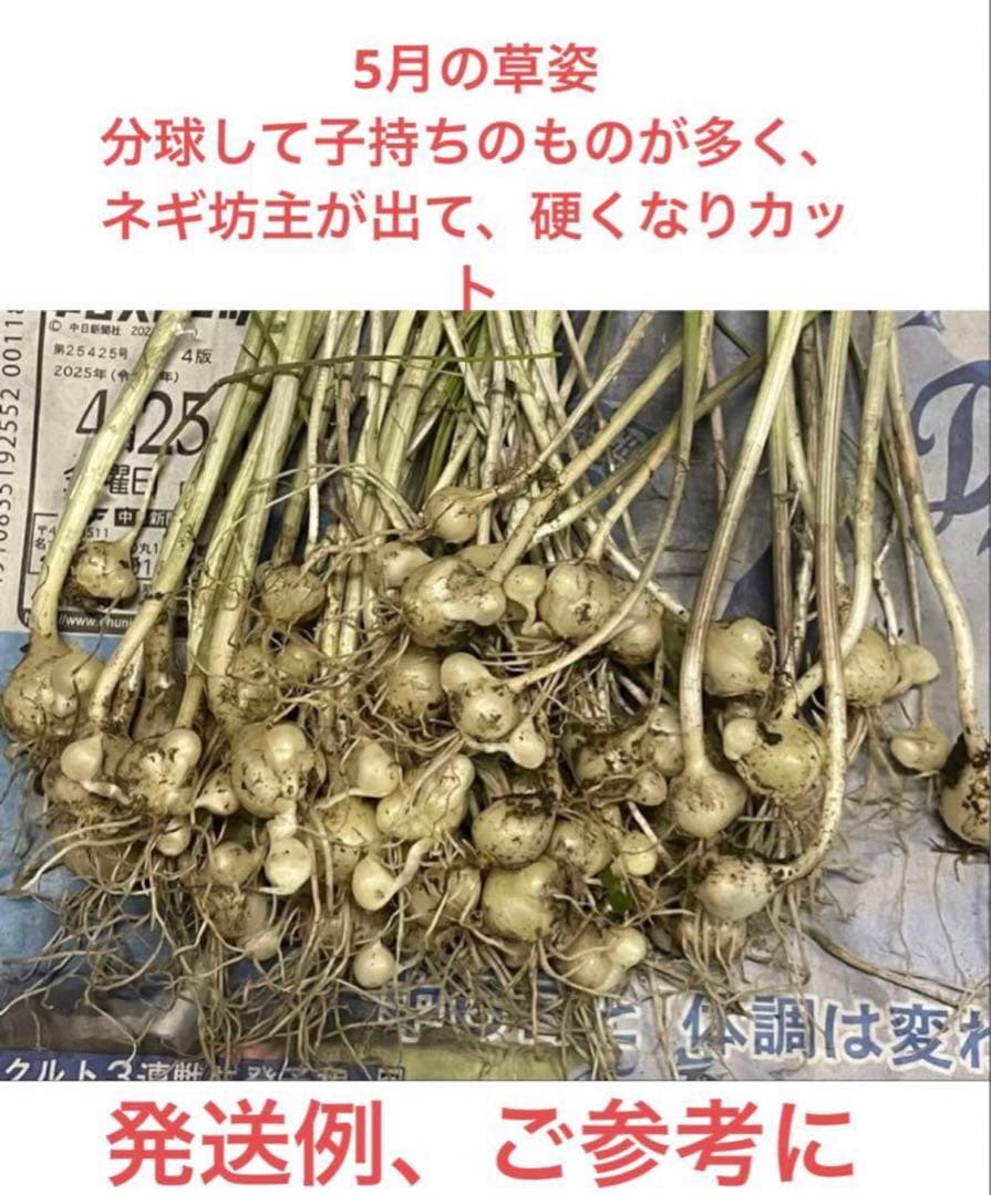 ご注文承ります 5月の野蒜、ノビル50本