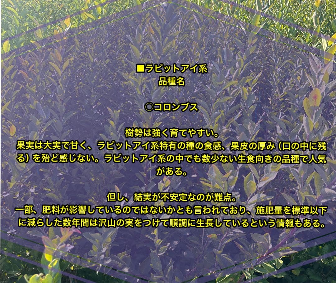 ブルーベリー苗　プレミア＆コロンブス　準大苗セット　ラビットアイ系