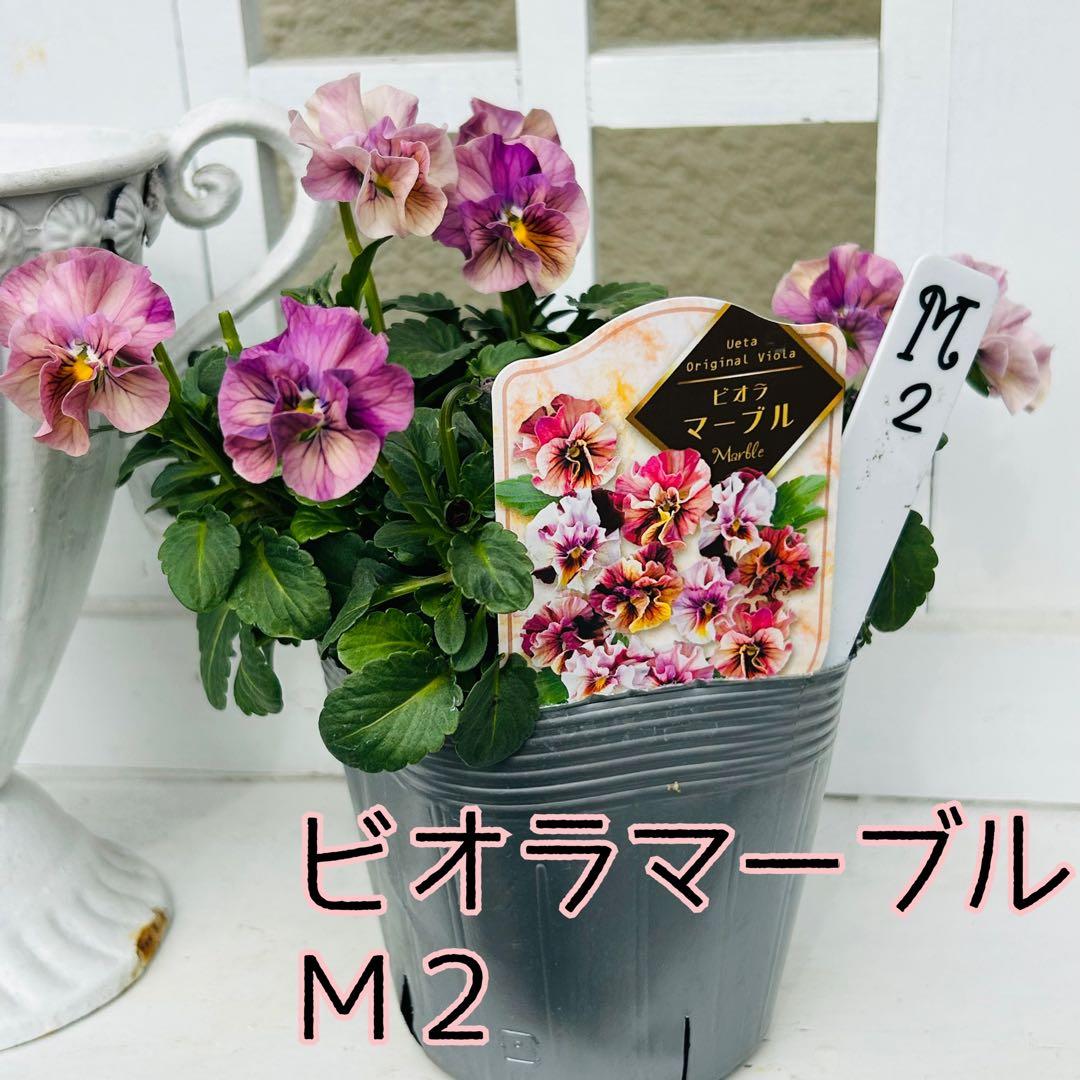 とも さま✼••セール中••✼Ｍ２♥ビオラマーブル♥毎年大人気