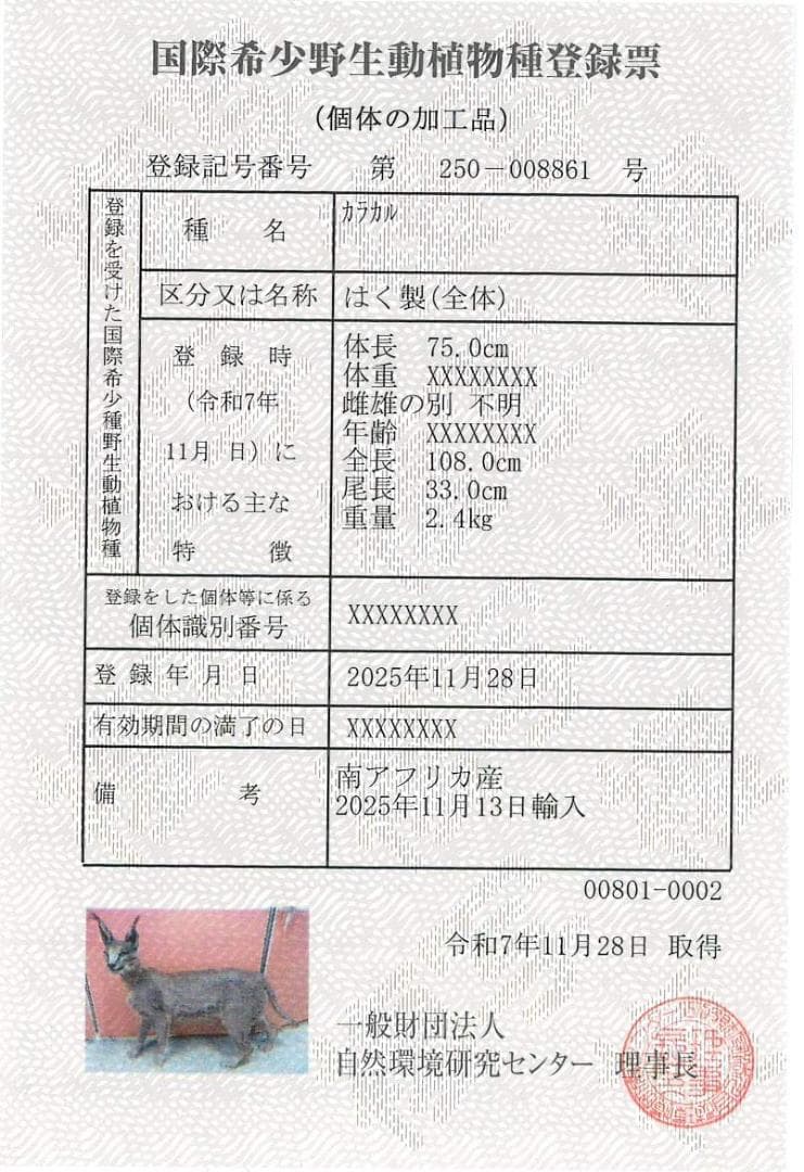 高品質 カラカル（Caracal）の全身剥製 A　※CITES・登録票付