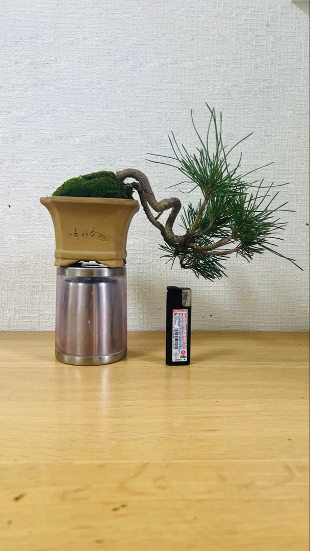 小型黒松半懸崖盆栽 ポイント 幹肌も良い曲がりくねった幹姿が楽しめます