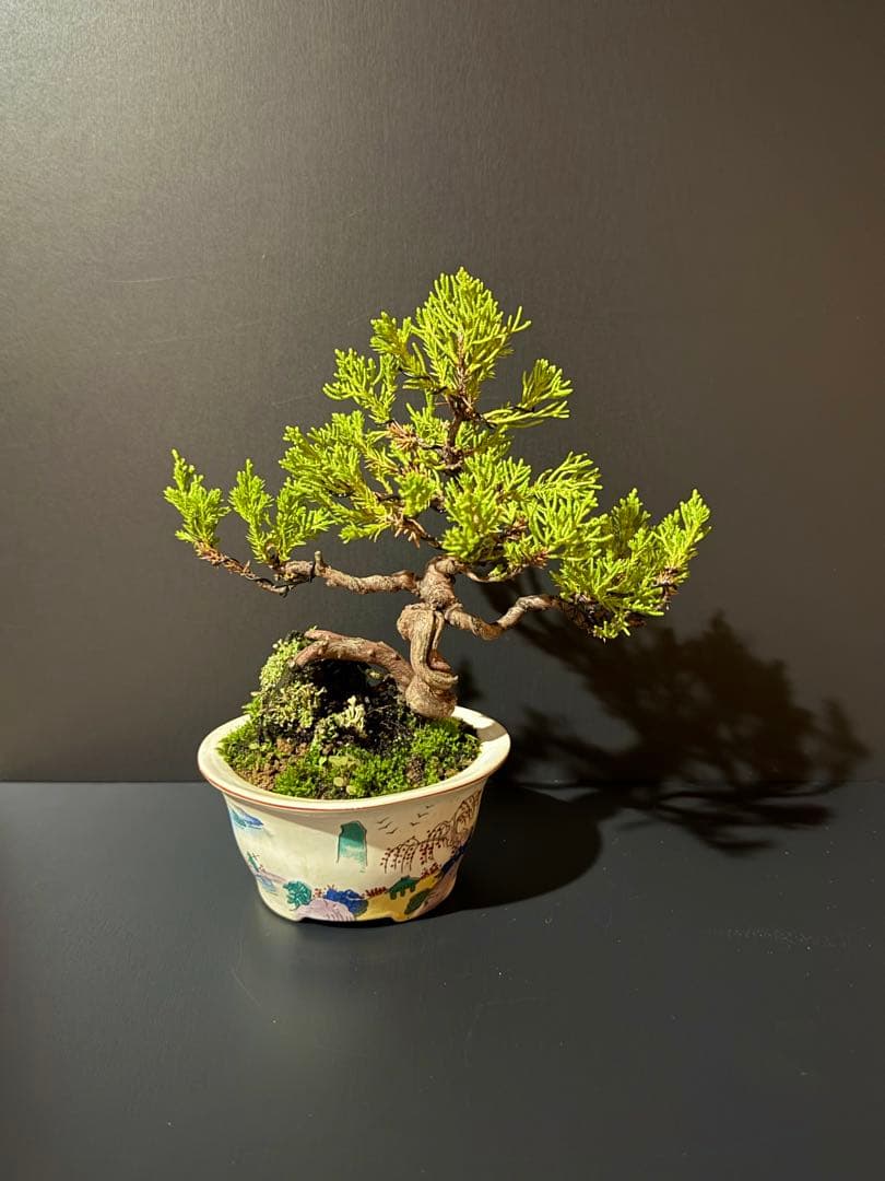 糸魚川真柏　石付き盆栽　小品盆栽
