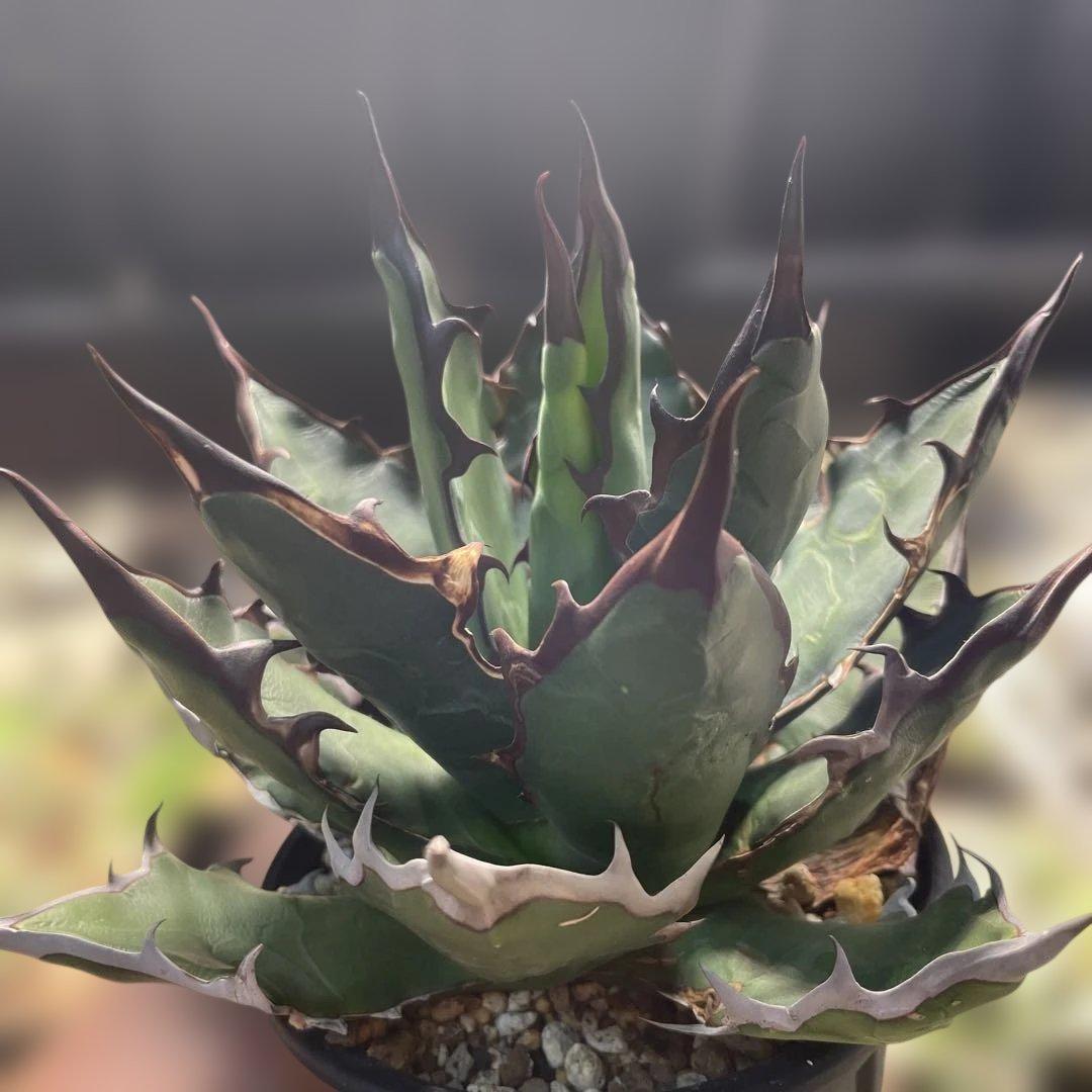 蝦*江様 アガベ　ハイブリッド　キシロナカンサ×チタノタ　キシロチタ　台湾輸入株