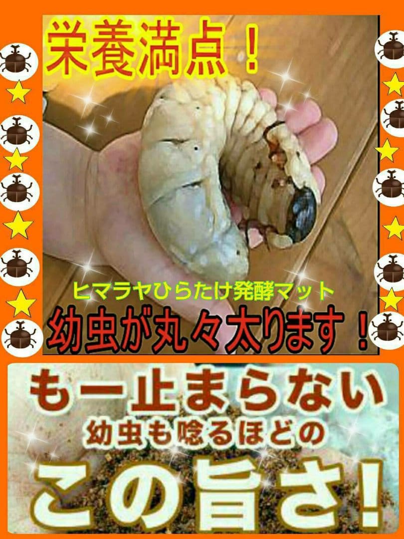 最強のカブトムシマット！300リットル　ヒマラヤひらたけ発酵マット　幼虫が巨大化