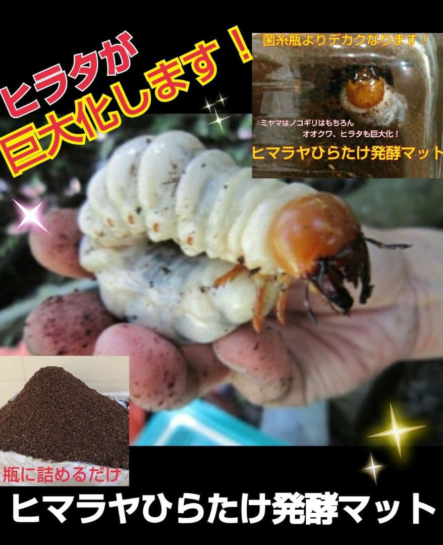 最強のカブトムシマット！300リットル　ヒマラヤひらたけ発酵マット　幼虫が巨大化