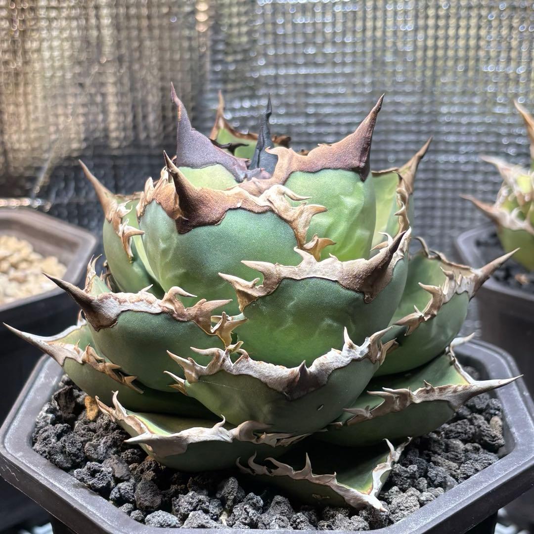 アガベ　チタノタ　シャークソード　鯊魚劍