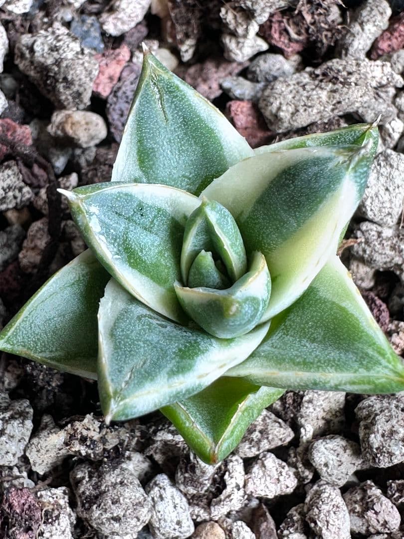 a*m様 2084多肉植物 アガベ　ピンキー　王妃笹の雪A型　白覆輪斑