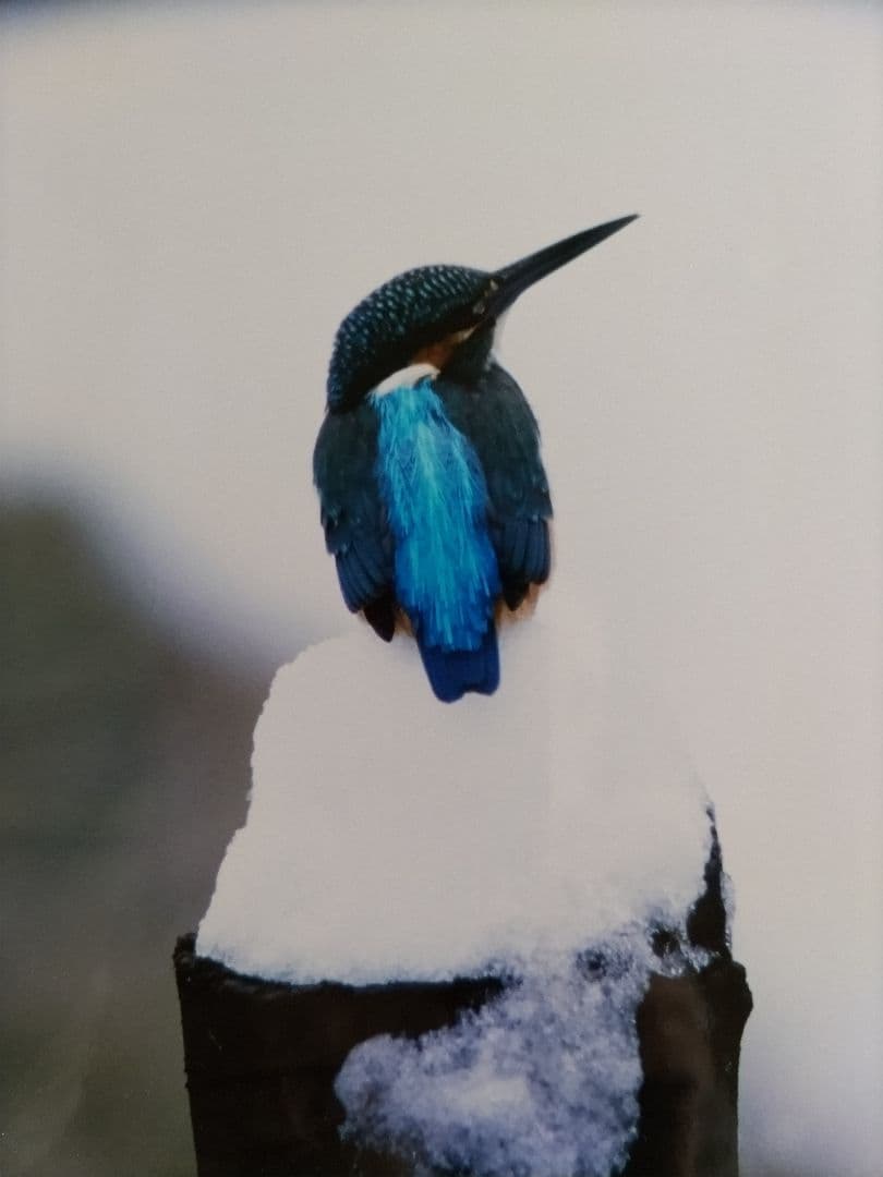 カワセミの写真 木製フレーム付き