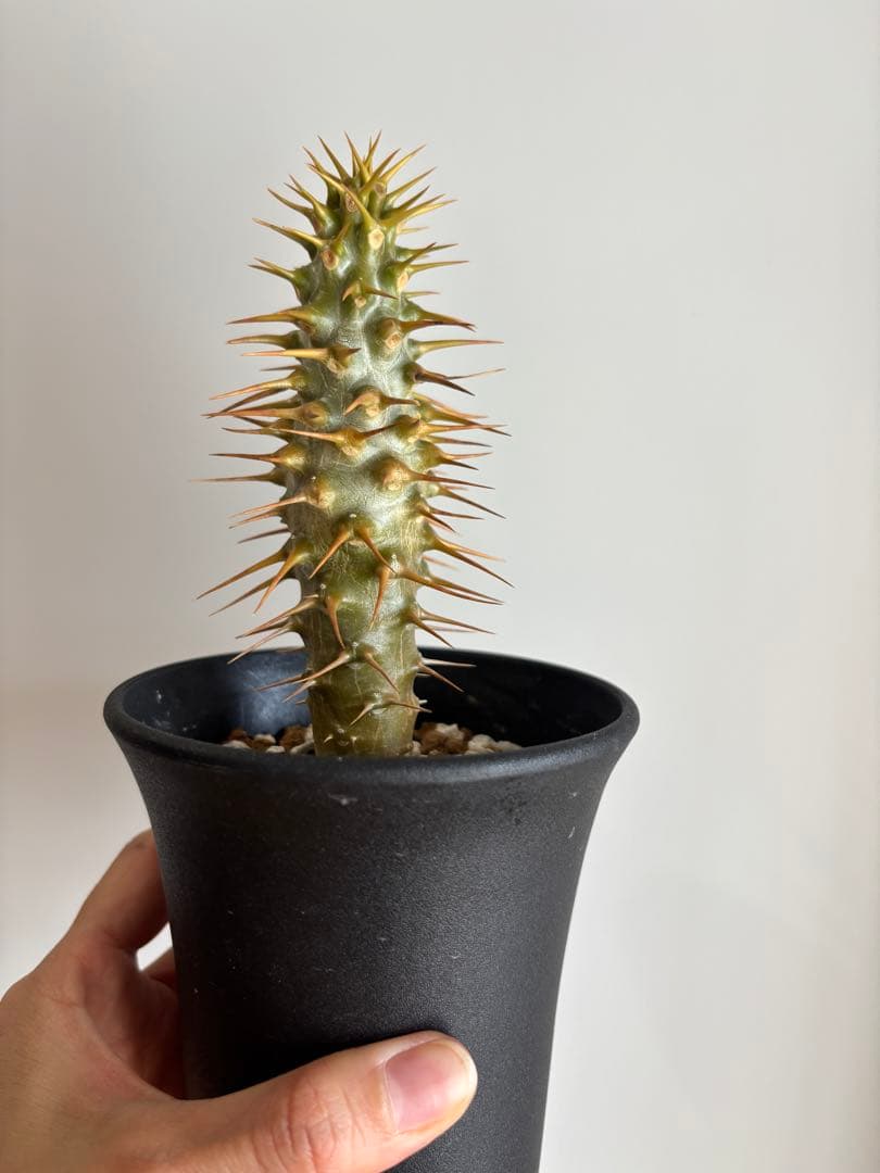 国内実生　パキポディウム　アンボンゲンセ