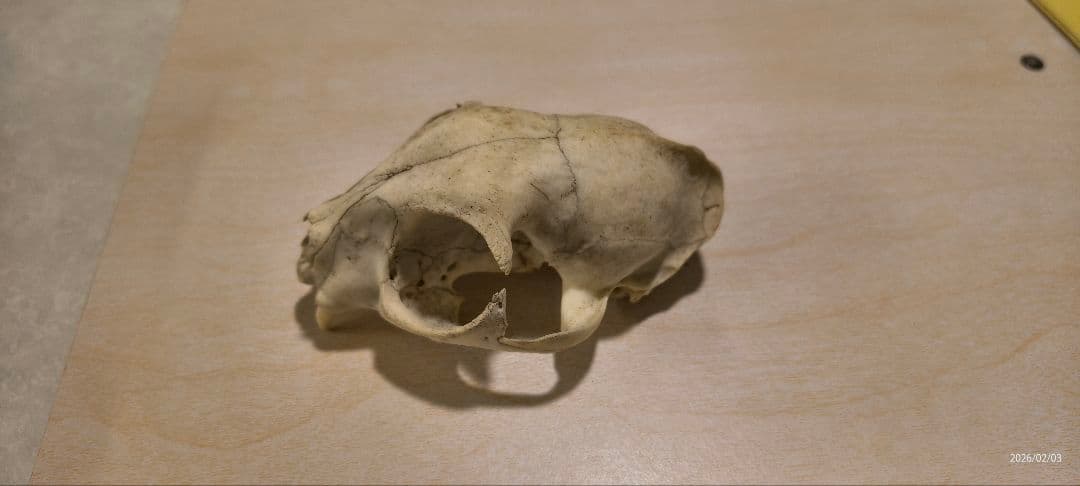 動物の頭蓋骨標本　タヌキ