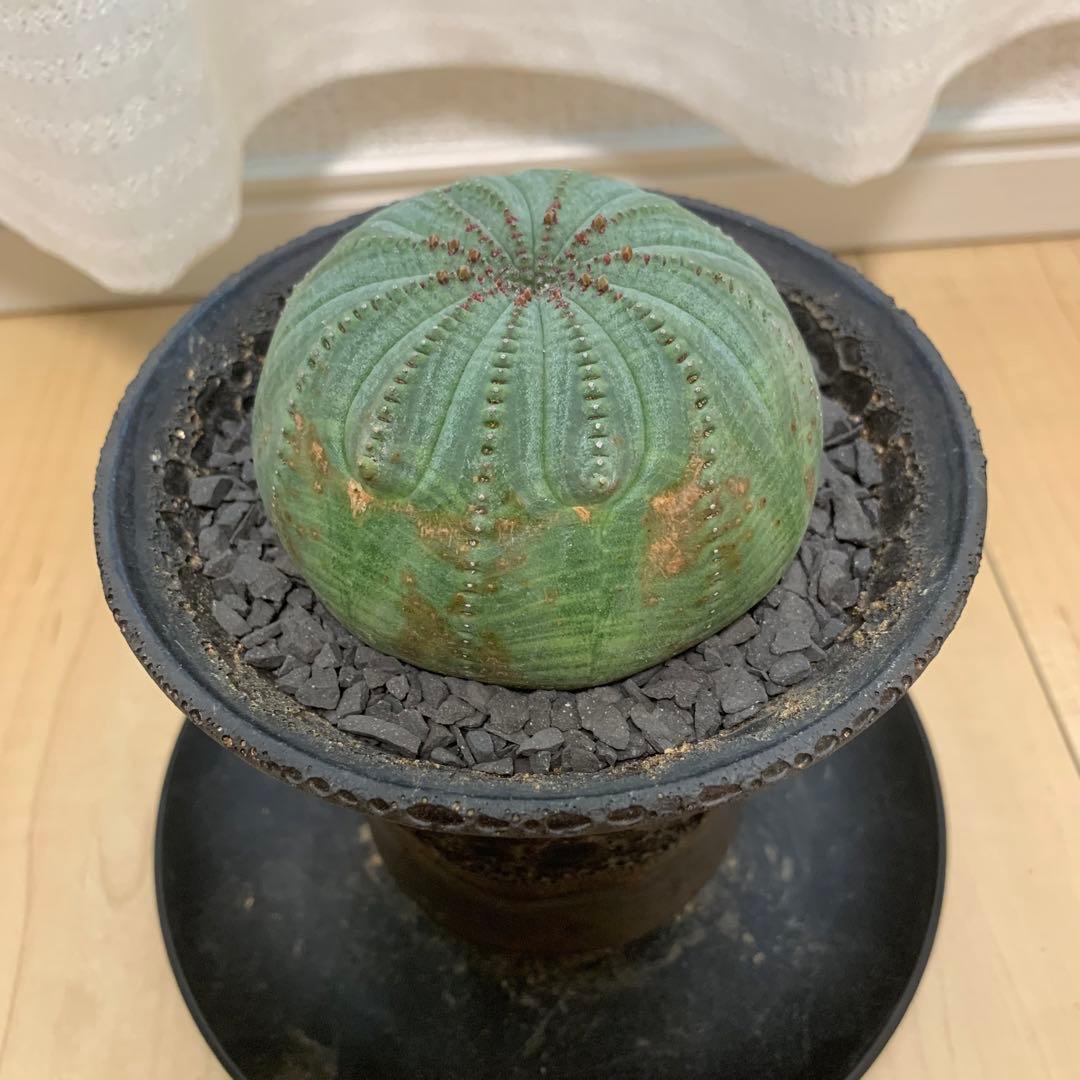 多稜 シンメトリカ 【仔吹きタイプではない】 ＋ 中川智治 作 作家鉢