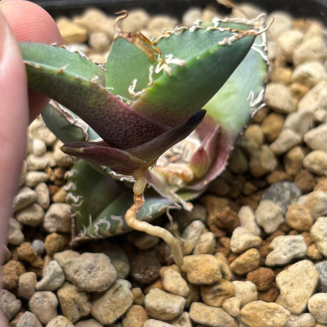 Ka-zu　アガベ　オテロイ　実生株　子株　PP01 発根済