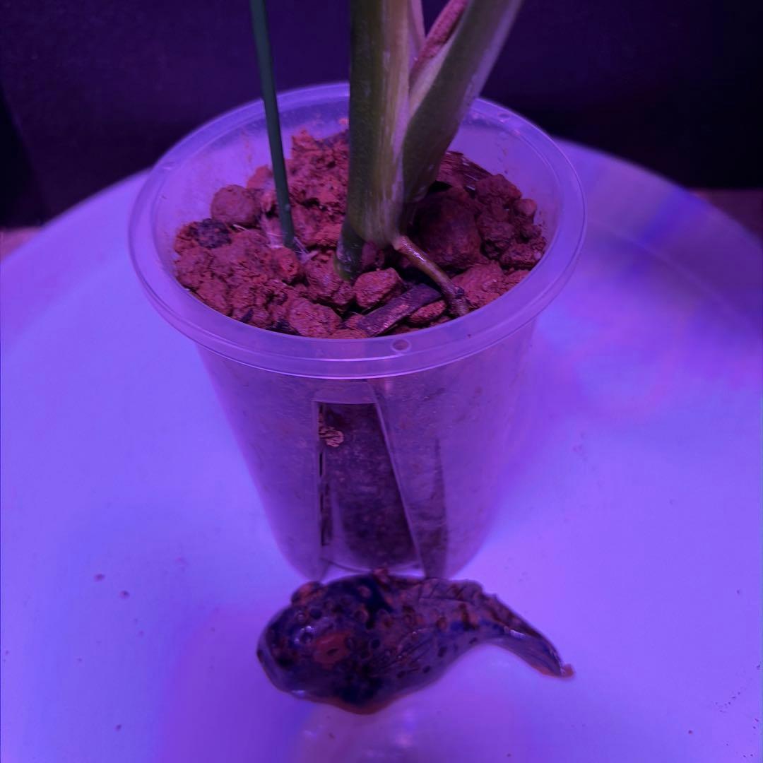 まちゃきモンステラ　デリシオーサゴジラ！ゾンビ！ミントトリカラー