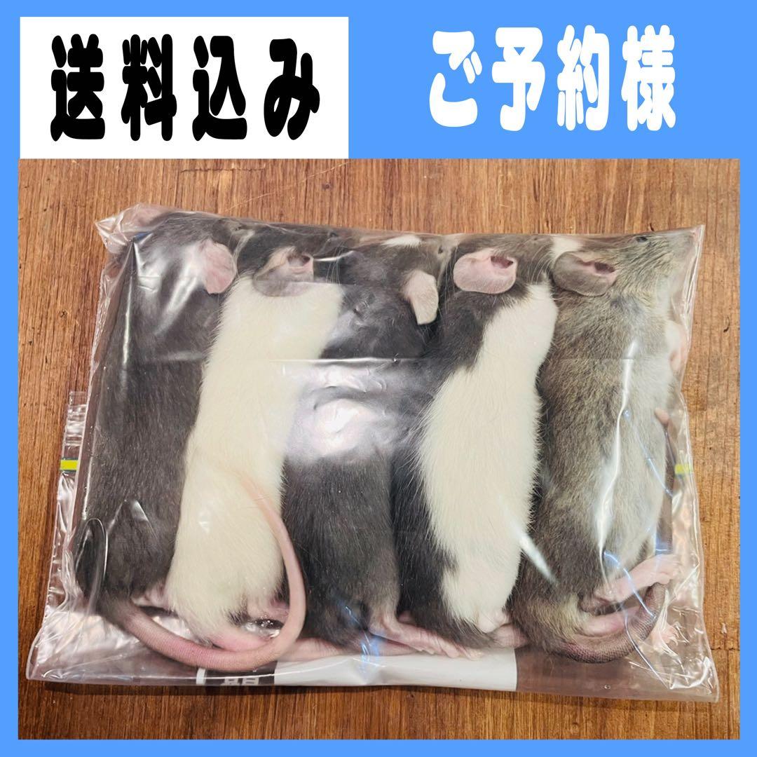 カルロス フォーム