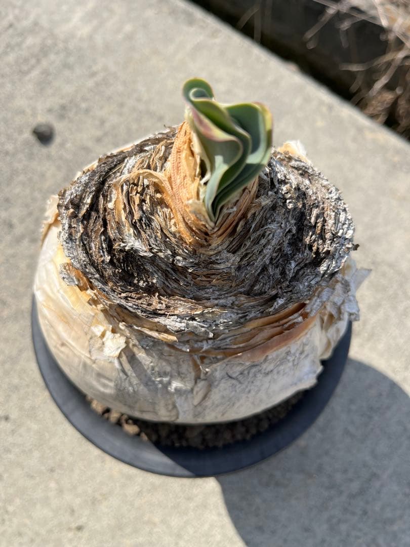 美株　ブーファン　ハエマンソイデス　鉢ごと発送