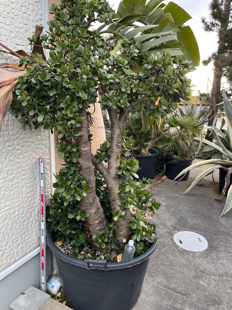 引き取り限定　超特大極太　金の成る木　成金草　マネーツリー　鉢植え