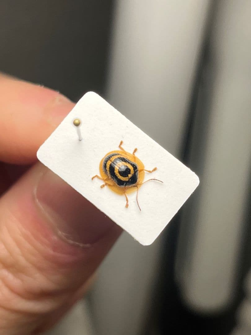 【5mm】目玉模様の特徴的なカメノコハムシ昆虫標本 タマムシカミキリテントウムシ