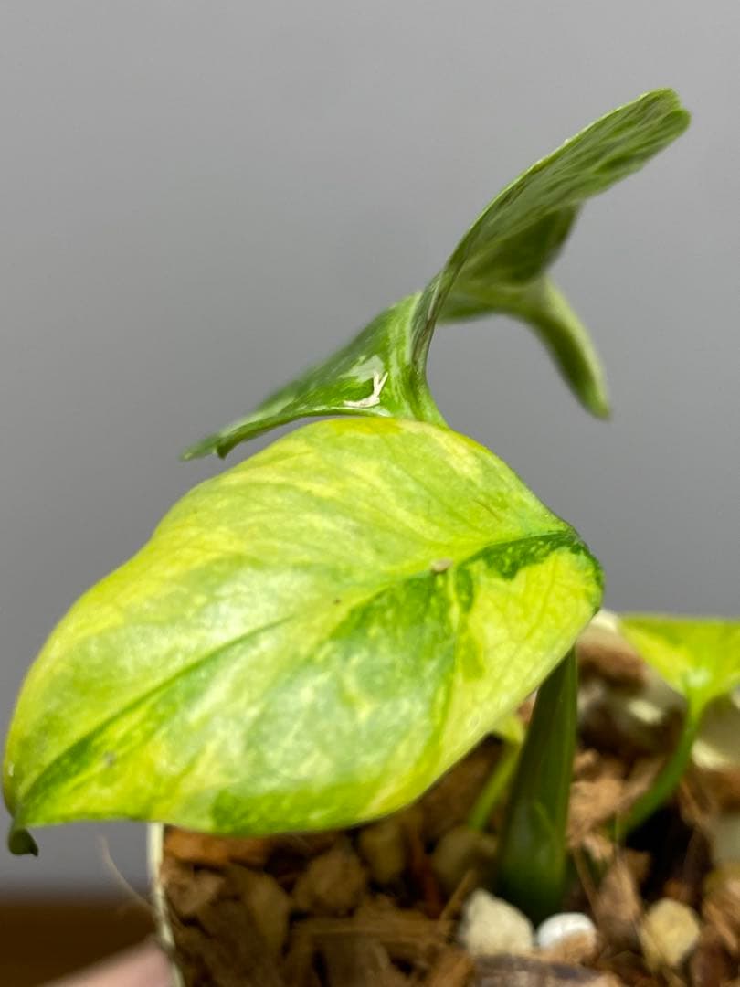 ④【超希少‼️】モンステラ　エレクトロライト　斑入り　レア　人気　メルカリ便