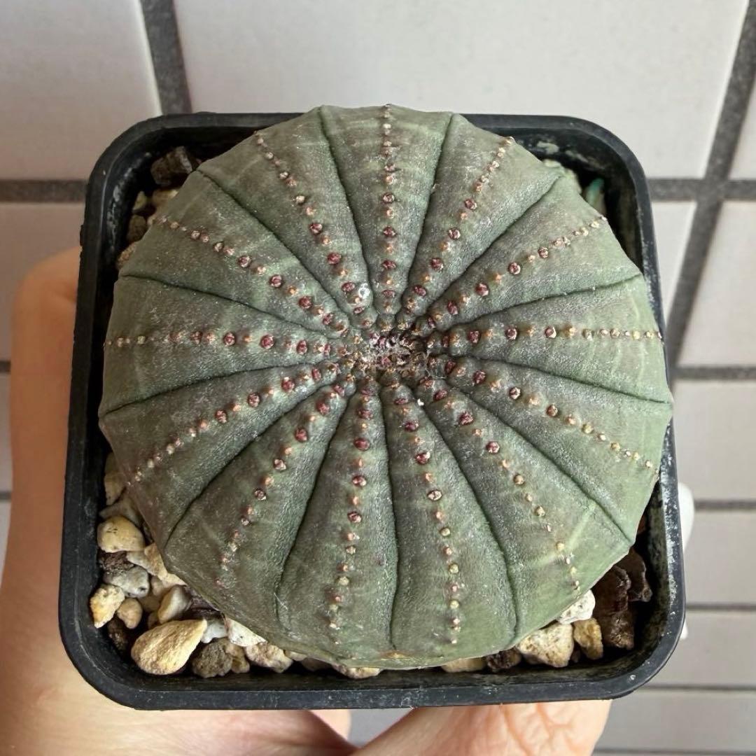 釣*。様 ③ ユーフォルビア オベサ 実生選抜 13稜 綴化？