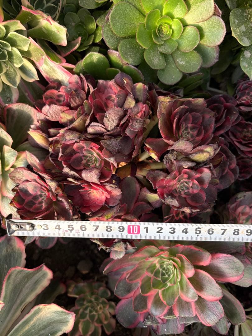 アエオニウム　ラフィ皇后法師錦