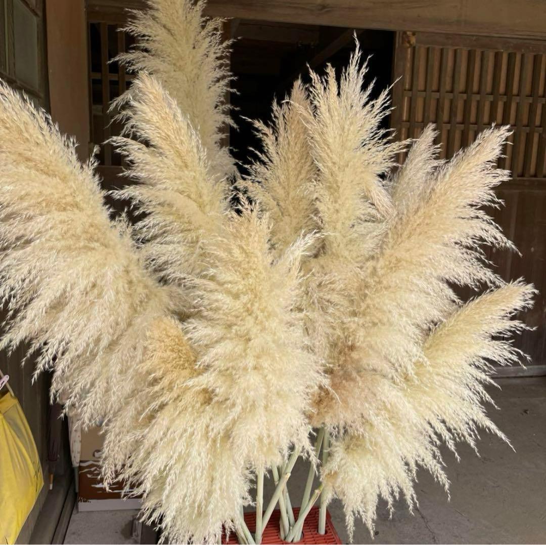 パンパスグラス　パンパス　特大パンパス　晩生パンパスグラス　晩生パンパス