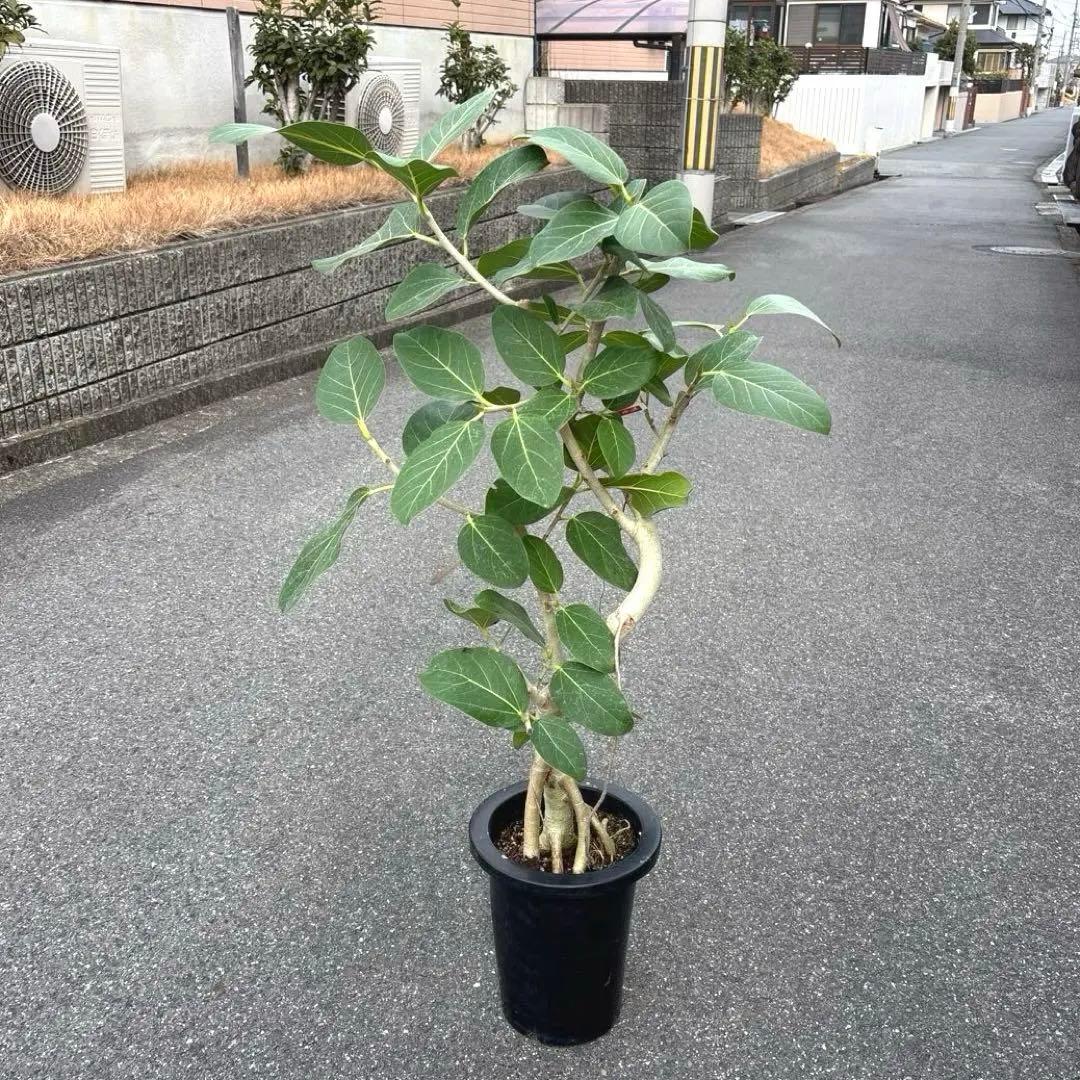 美品★ 根上り★ 曲がり★ フィカス　ベンガレンシス 高さ1メートルくらい