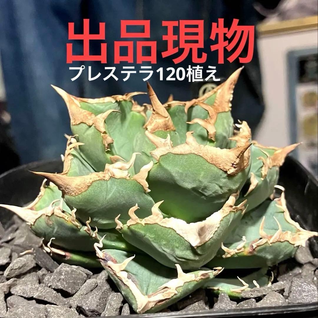 アガベ チタノタ 清櫻 親株現物出品 有名趣味家産
