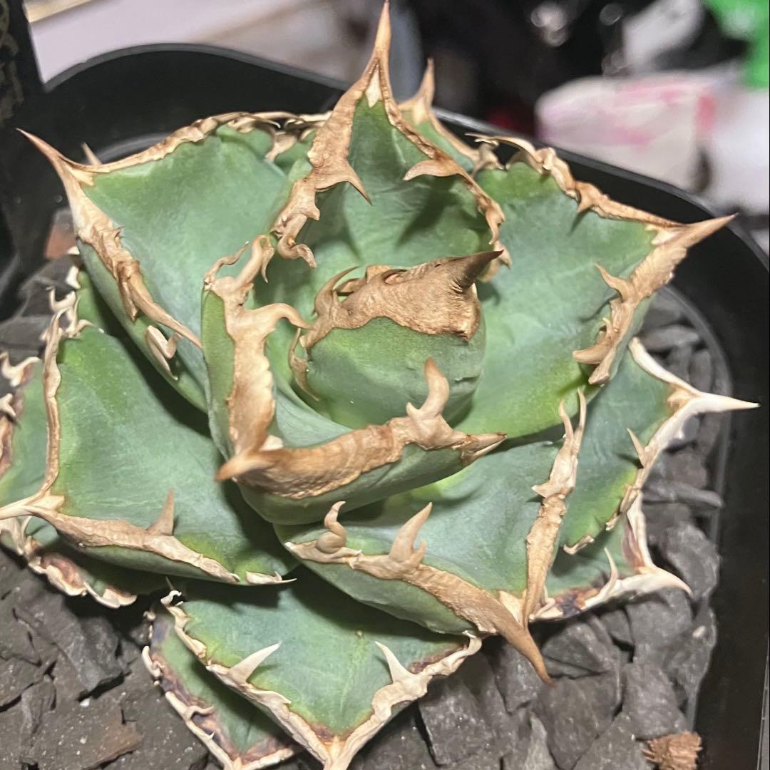 アガベ チタノタ 清櫻 親株現物出品 有名趣味家産