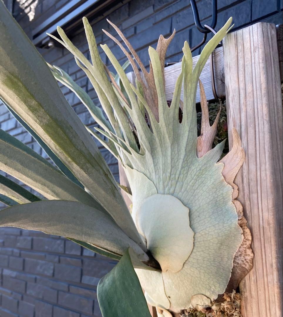 ビカクシダアーバンリバーP.veitchii ‘Auburn ‘