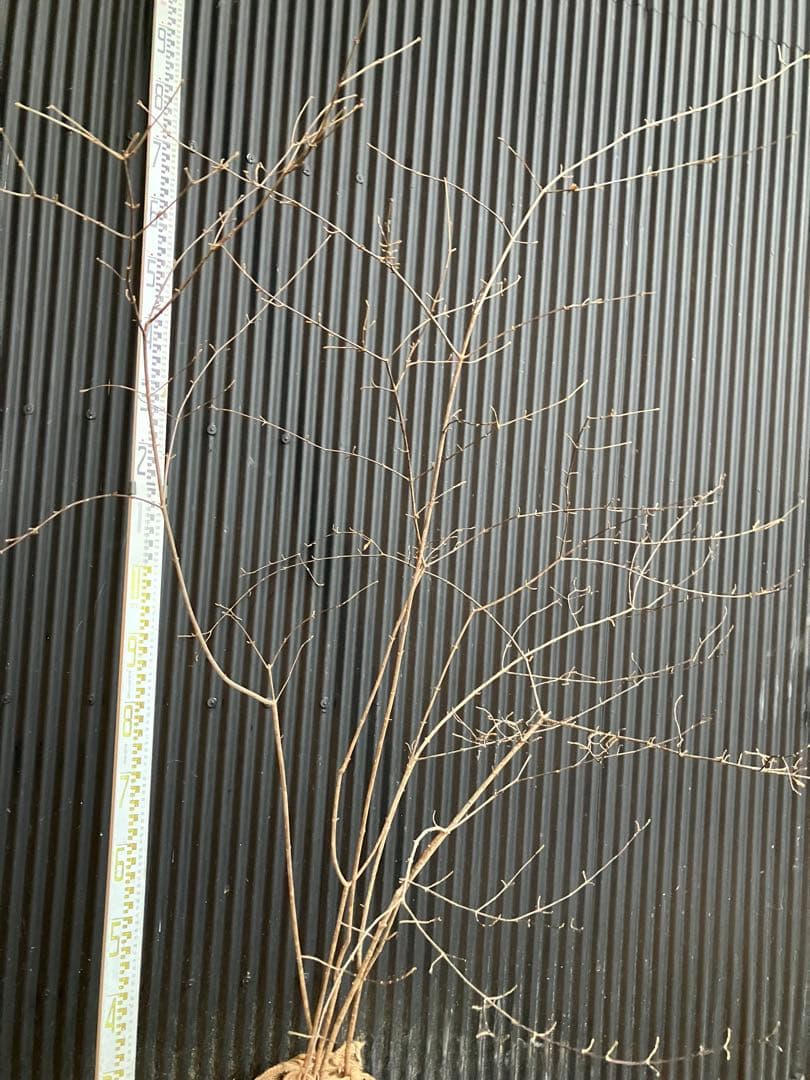 山採り　コバノガマズミ